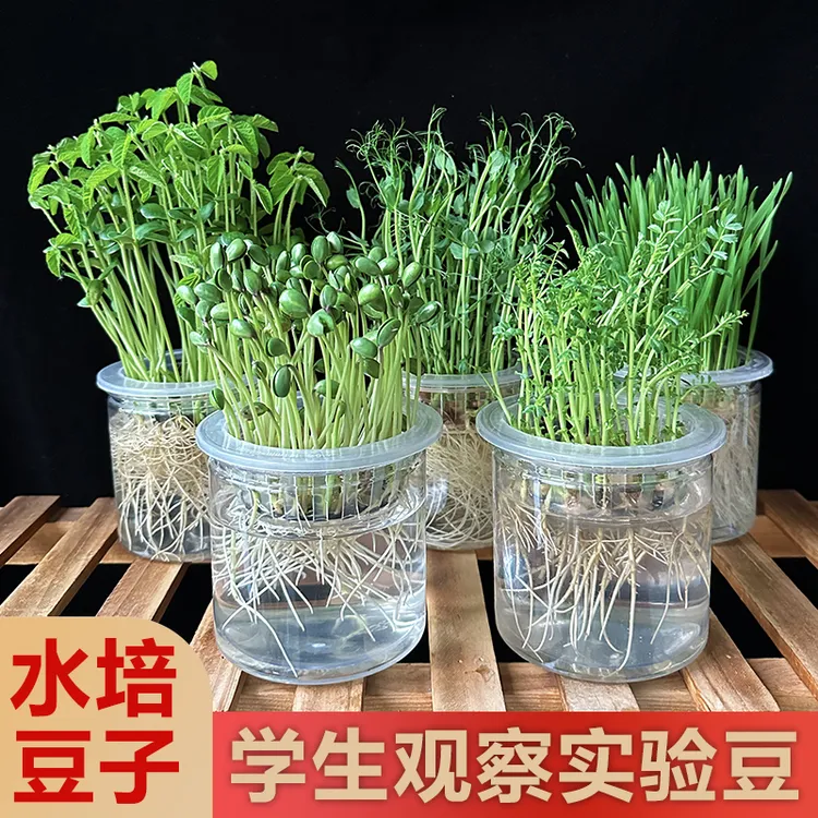 学生幼儿园水培观察植物豆子儿童科学发芽实验透明花盆生长作业