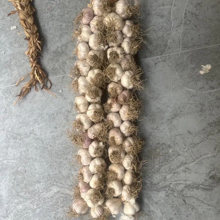 宝坻大蒜 汁多口感酥脆（4—8瓣）微出芽 蒜头直径3.5公分（保48好果）