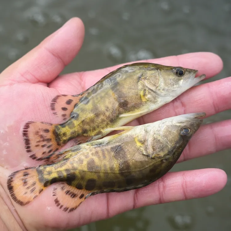 【活体】优质鳜鱼白鳜鱼桂花鳜鱼翘嘴鳜鱼观赏鱼淡水鱼大型渔场直发