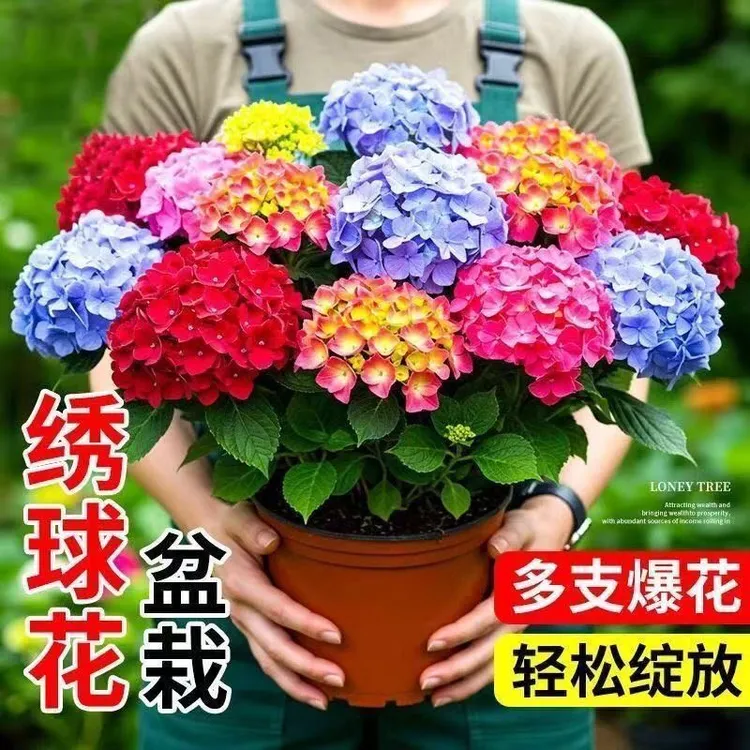 多色重瓣绣球花苗老桩耐寒耐热室内外易成活四季开花绿植盆栽修剪