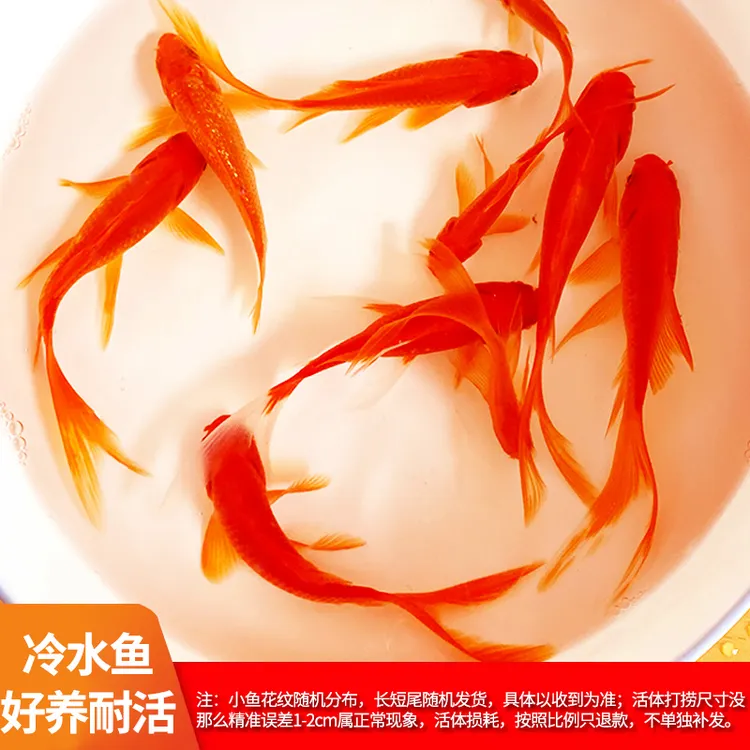 长尾大红草金鱼冷水鱼淡水鱼观赏鱼锦鲤三色黄金锦鲤锦鲫红草金鱼