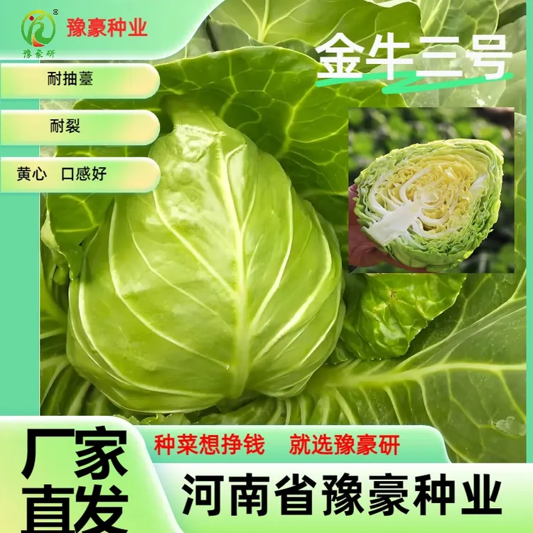 金牛三号牛心甘蓝耐热抗寒包菜卷心菜耐裂球适合大面积番茄种子