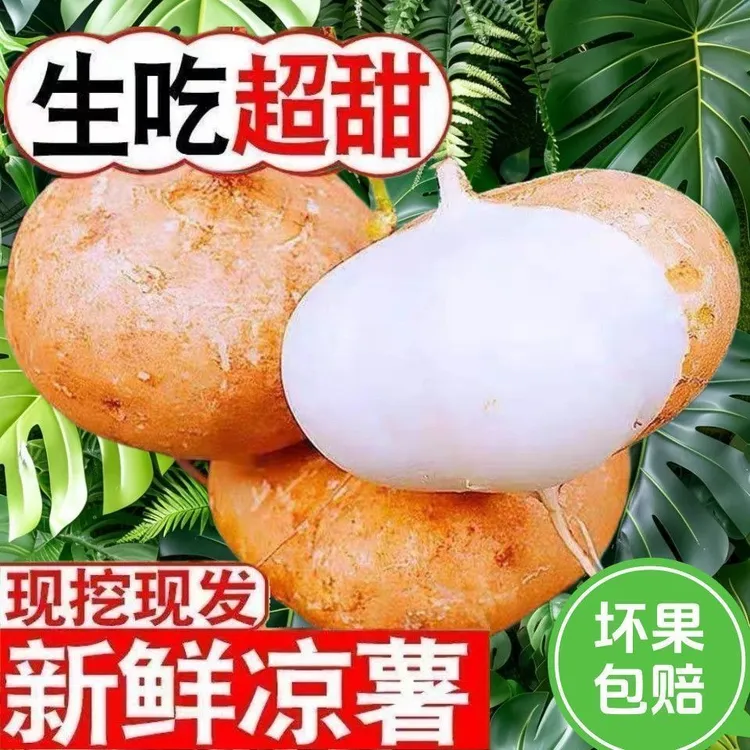 湖北天门地瓜凉薯沙葛现挖现发新鲜水果蔬菜应季地萝卜脆嫩多汁