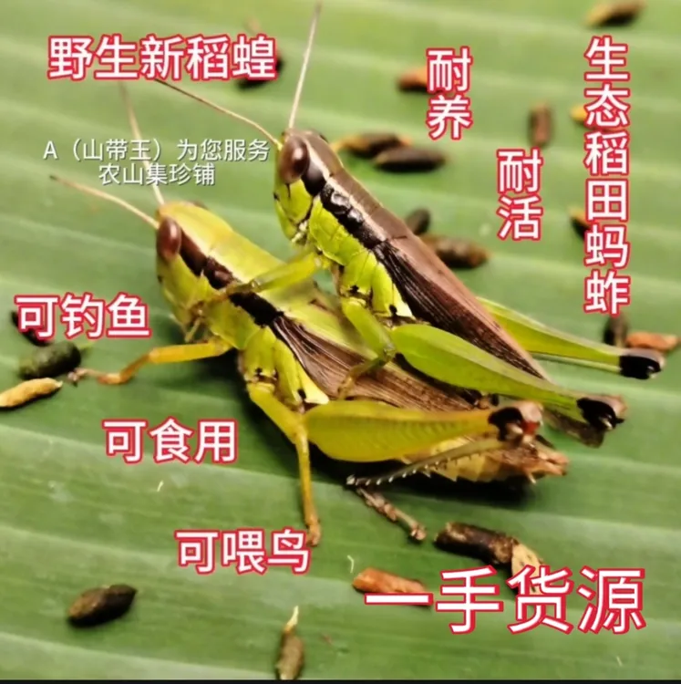 贵州稻田野生新出稻蝗花腿丁蜢活体蚂蚱活虫批发画眉鸟食活虫鱼饵