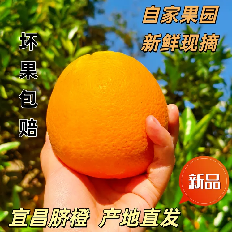 现摘水果湖北宜昌秭归三峡脐橙新鲜当季水果纽荷尔脐橙产地直发