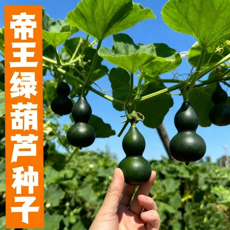 新品种帝王绿葫芦种子墨绿葫芦翠绿葫芦翡翠葫芦手捻葫芦种籽盆栽商品图