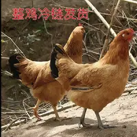 农家鸡鸭鹅农村土货冷链整鸡发货肉质鲜美
