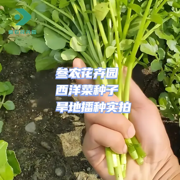 广东西洋菜种子豆瓣菜种子水培菜籽四季阳台庭院家庭种植蔬菜种子商品图
