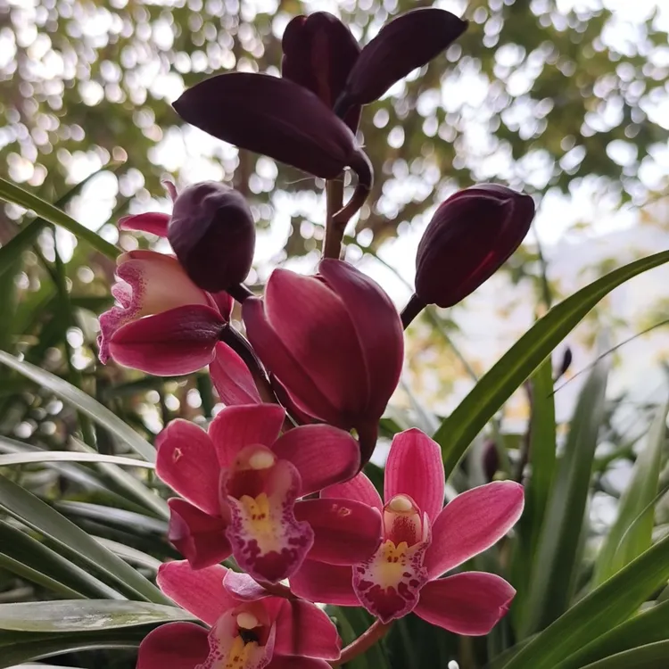 兰花红宝石6花剑起，肇庆基地直发，应节日喜庆，花大又浓香，易栽活