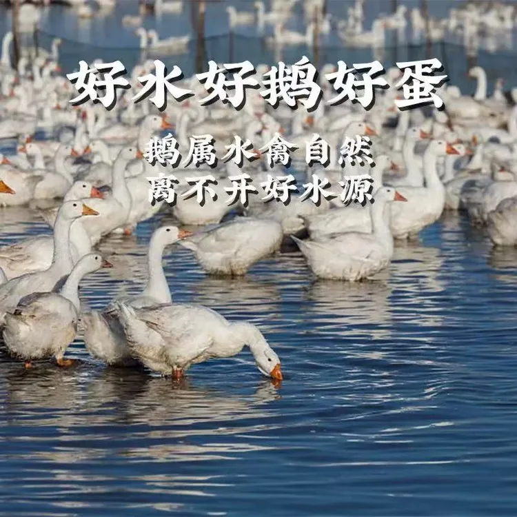 单簧农家散养大白鹅现发新鲜笨鹅蛋