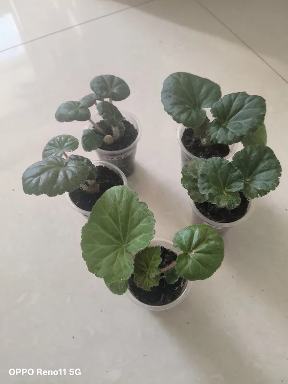 5颗苗，5种颜色的夫妻海棠口杯苗