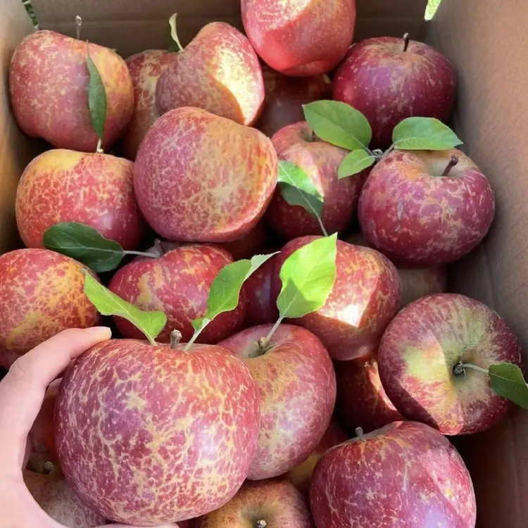 云南昭通糖心丑苹果新鲜采摘脆甜多汁富含维生素c水果新鲜苹果