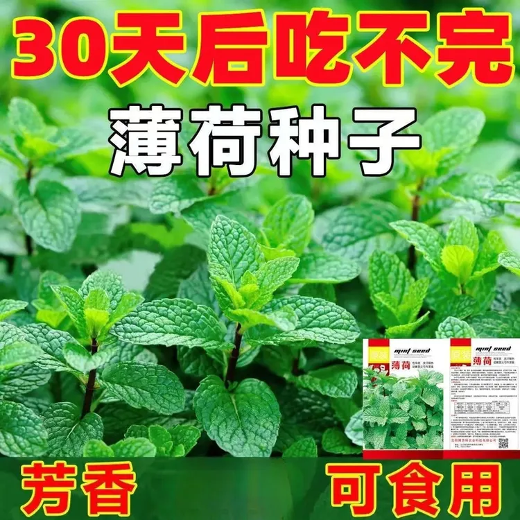 防蚊薄荷种子可食用调味香草四季易活蔬菜种子室内外阳台盆栽地载