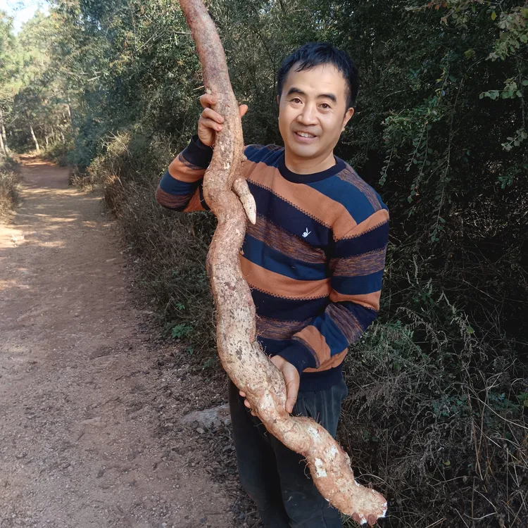 纯野生山药（新鲜现挖，粉糯可口）