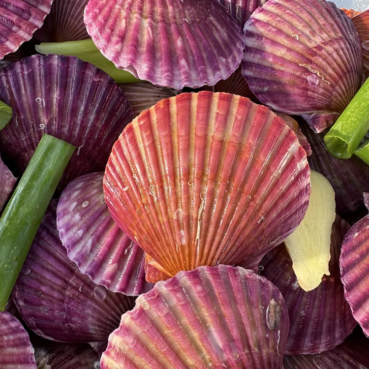 山东贝类饱满鲜活扇贝食用贝小红贝4斤装（鲜活发货保鲜不包活）