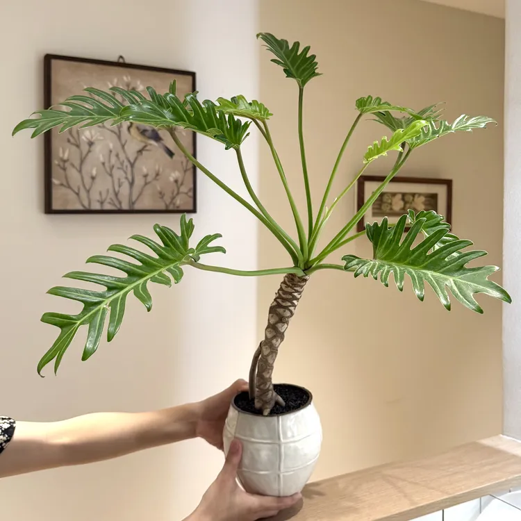 老桩龙鳞小天使春羽竹芋海芋盆栽盆景室内客厅好养观叶花卉绿植