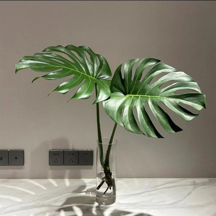 (买一送一)龟背竹老桩水培绿植办公室客厅阳台四季常大型开背植物