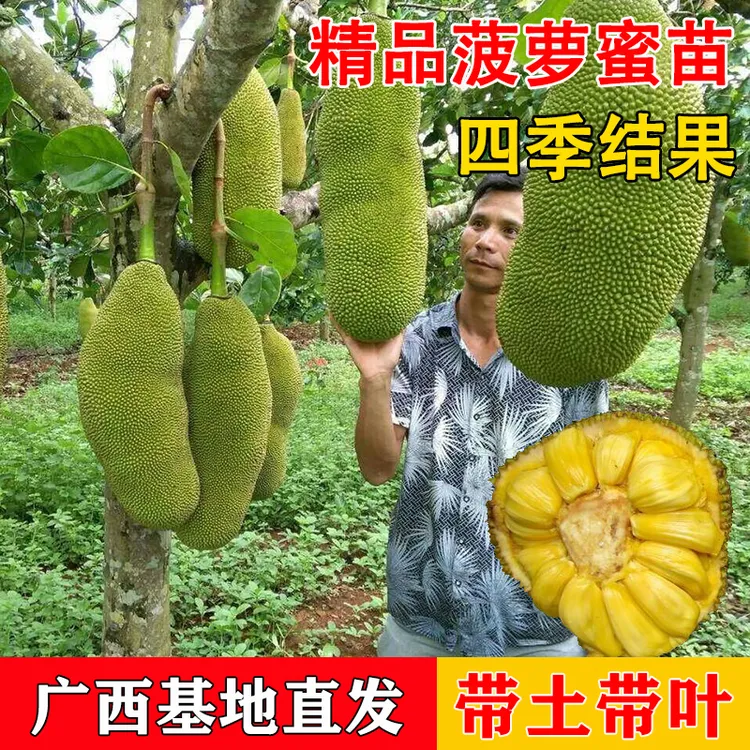 正宗印尼红肉菠萝蜜苗原杯苗带土带叶嫁接果树苗南方种植四季结果