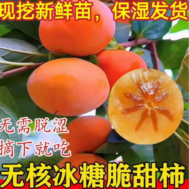 正宗脆甜柿果树苗南北方庭院盆栽地栽四季特大柿子果树苗商品图