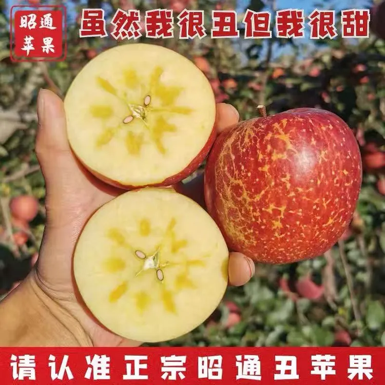 【达人专属】4云南昭通冰糖心仿野生糖心丑苹果新鲜采摘脆甜多汁