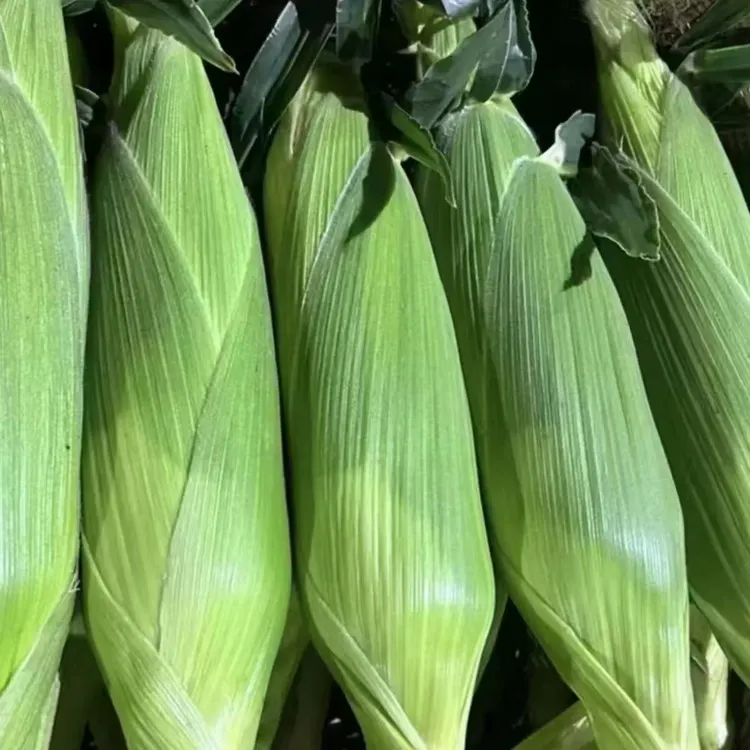 东北6月新下来鲜食甜糯玉米