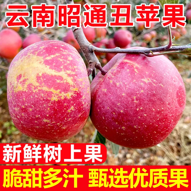 云南昭通冰糖心丑苹果脆甜当季苹果现摘新鲜水果整箱2/5斤现货