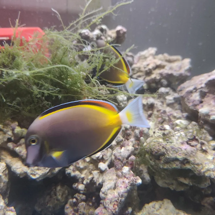 七彩吊12CM超大只 野生海水观赏鱼检疫开口顺丰发货