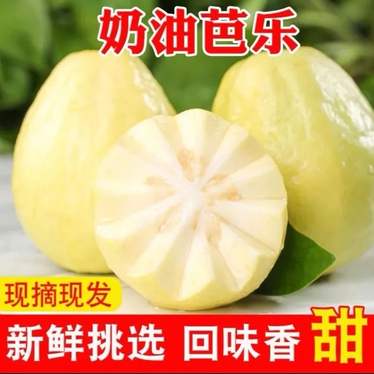 正宗广西【奶油芭乐】软糯新鲜芭乐冰激凌口感番石榴孕妇水果鸡屎果