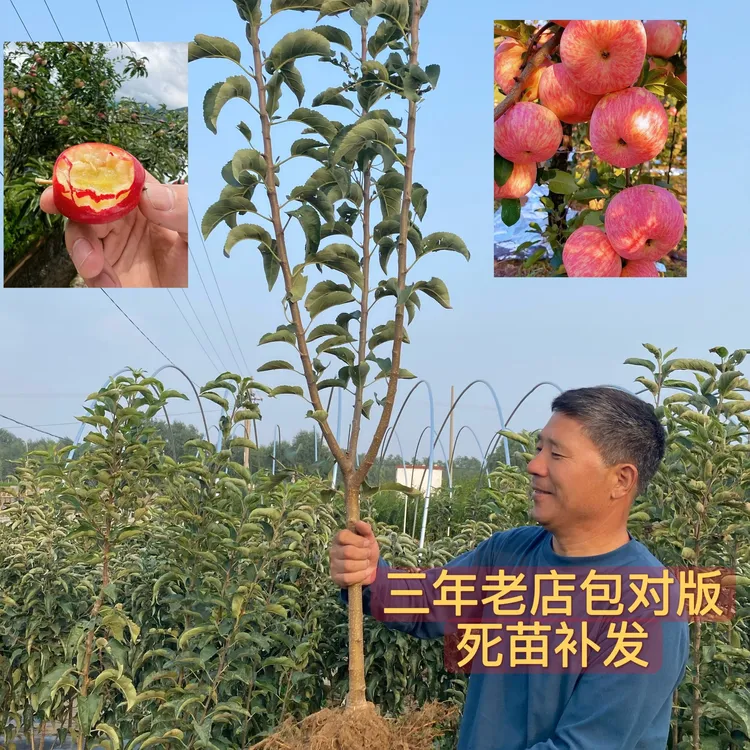 正宗嫁接新品种苹果树苗大果脆甜红富士冰糖心鸡心果南北均可种植