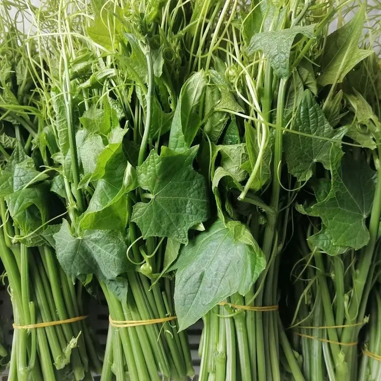贵州新鲜佛手瓜尖龙须菜现摘时令蔬菜农家自种