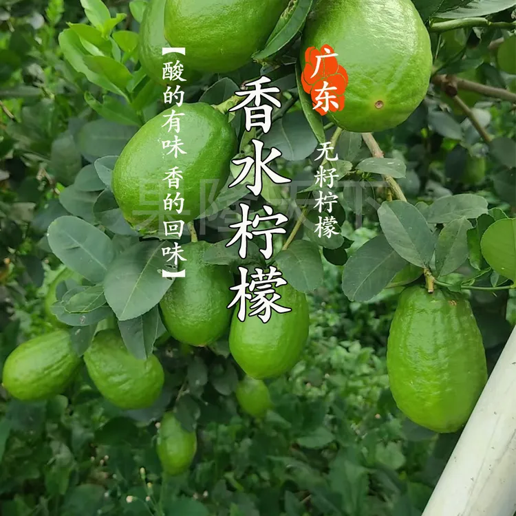 广东现摘现发无籽香水柠檬新鲜清香奶茶店专用