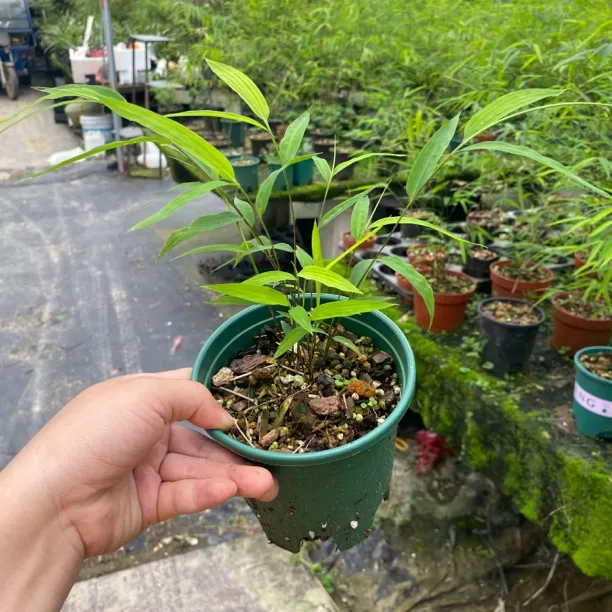 （福利特价）正宗台湾内门竹基地苗，正品保证，福利特惠，精品种苗！