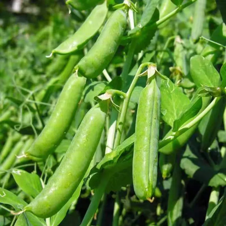 【甜脆豌豆种子】 四季种植盆栽地栽阳台小院种植