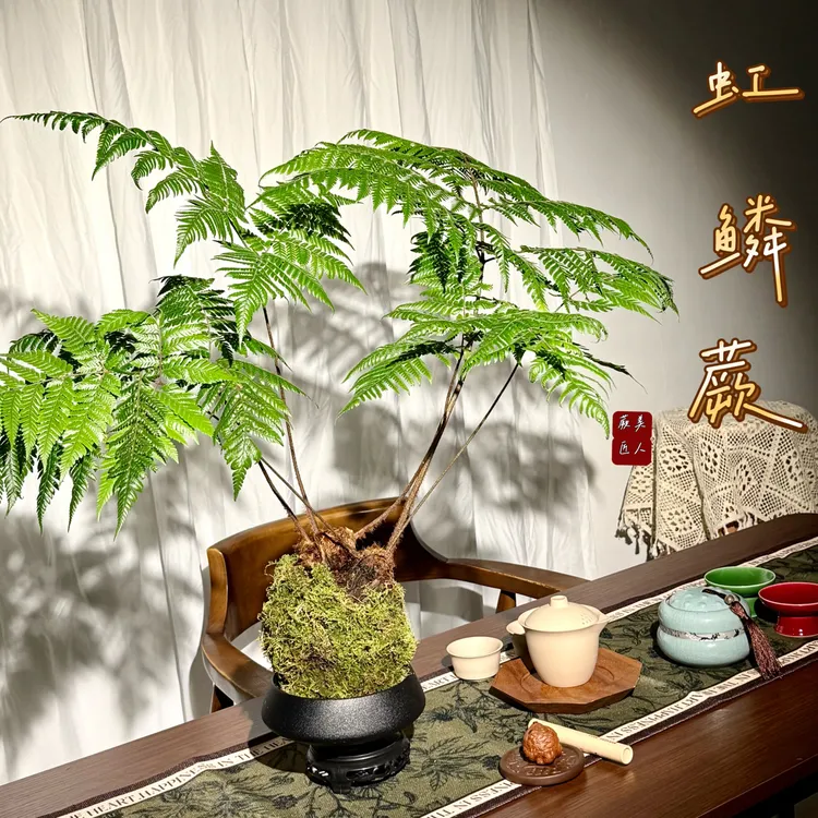 虹鳞蕨苔藓球水培绿植室内禅意观叶植物净化空气书房办公室耐低温