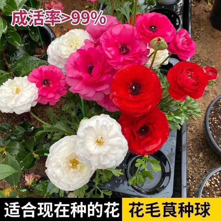 【花毛茛种球】当季新种根盆栽地栽四季种植花开满园洋牡丹易养好活
