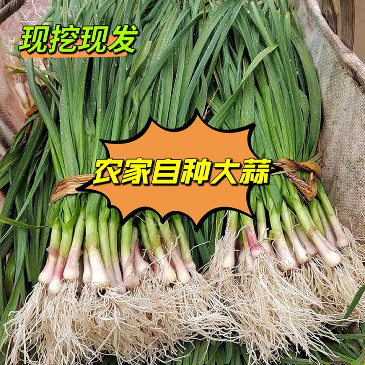 湖南本地现挖新鲜青蒜苗红皮青梗蒜苗红根蒜苗新鲜蔬菜3斤5斤包邮