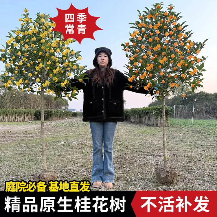 原生桂花树苗地栽大型八月金桂丹桂四季桂盆栽庭院风景树好养易活
