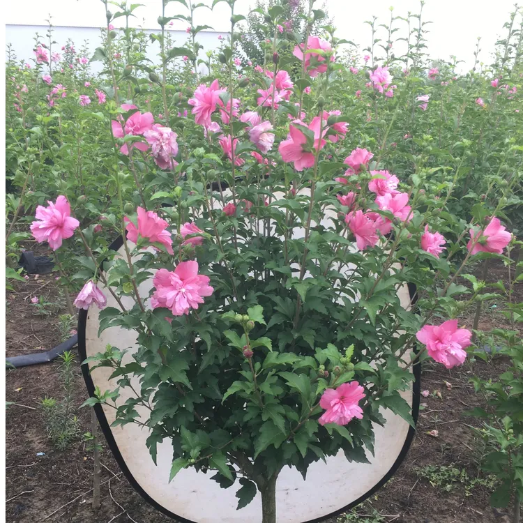 木槿树苗重瓣粉红雪纺食用木槿花盆栽地栽南北方庭院别墅玫红色花