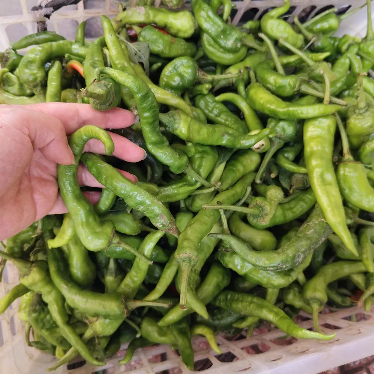 湖南新化新鲜农家自种青辣椒