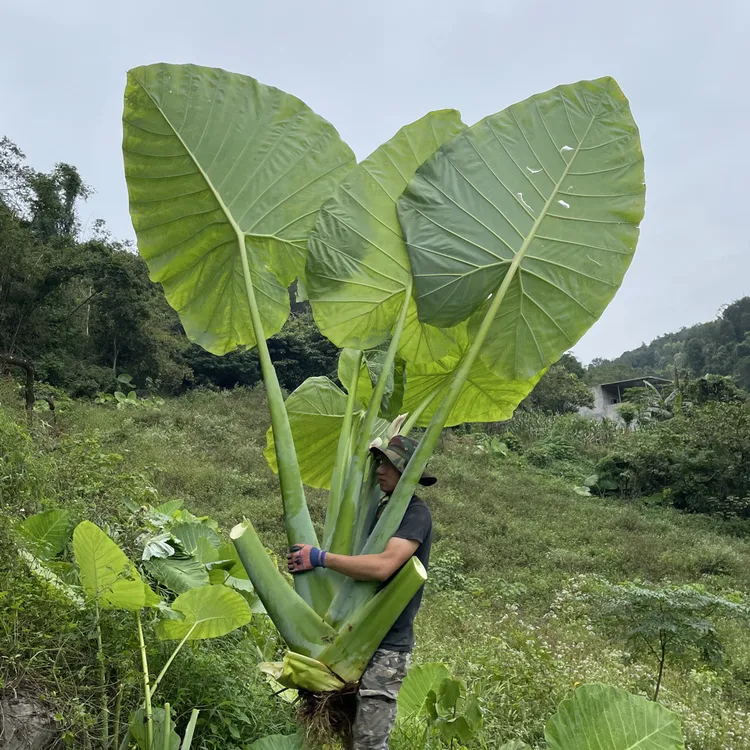 大叶巨型象耳芋室内外盆栽绿植净化空气美观实用