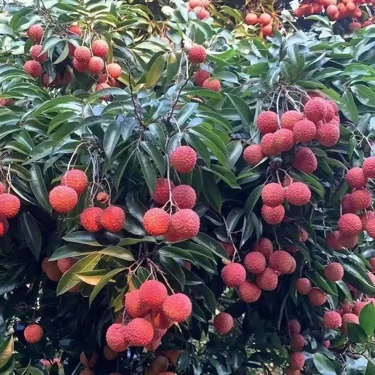 老树荔枝桂味新鲜应季现摘现发桂味香甜可口