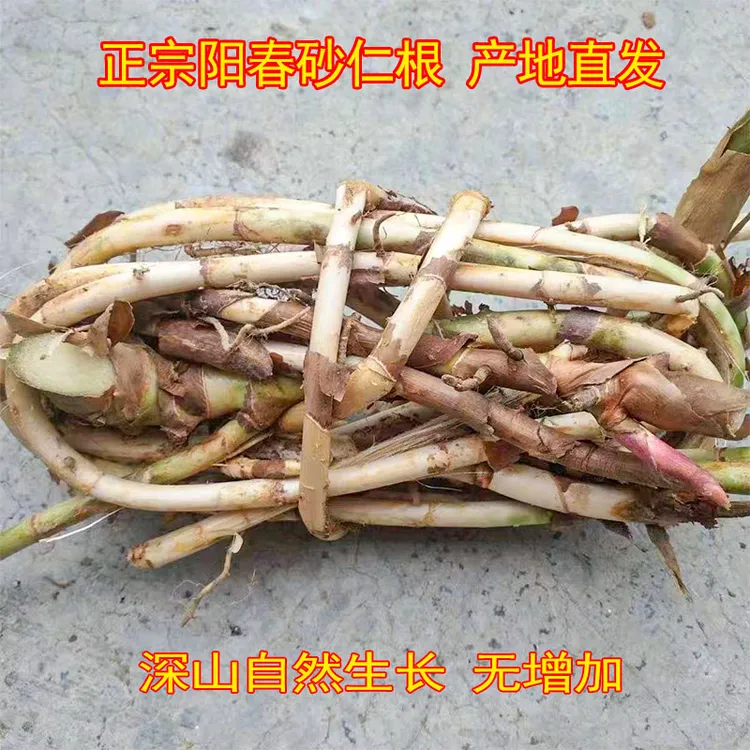 阳春本地正宗春砂仁鲜根/干根1斤/3斤/5斤/10斤包邮