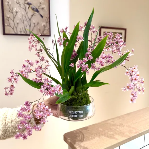 粉色梦香兰带花剑苔藓球盆栽盆景室内客厅办公室桌面好养花卉绿植