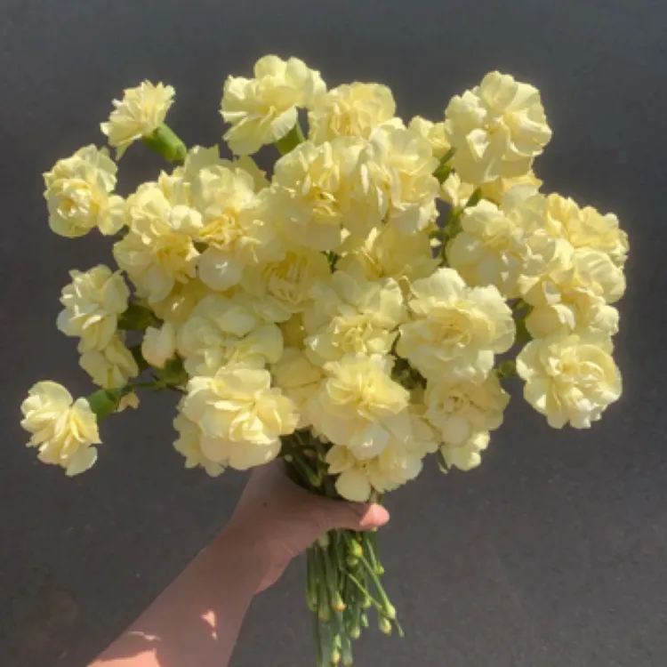 【多丁蝴蝶康】可发新疆西藏全国各地/长花期耐运输耐热/空运直飞