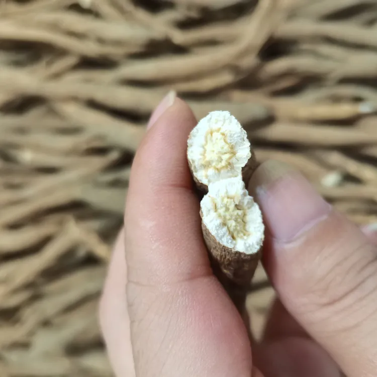 阿坝高山高海拔藏土当归现收整根独角当归炖汤煮水鲜甜