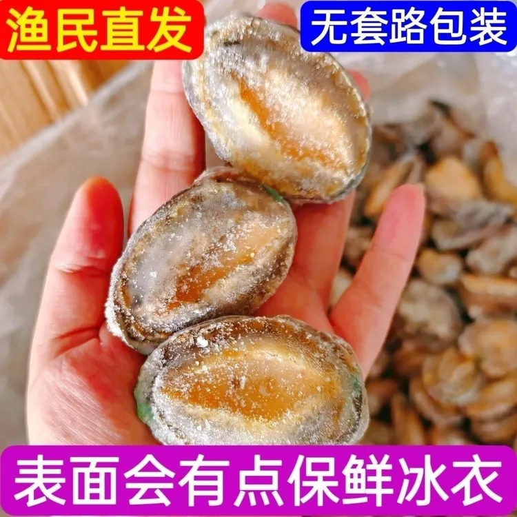 特大鲍鱼海捕新鲜冷冻生冻带壳鲍鱼捞汁饭商用送礼海鲜料理食材