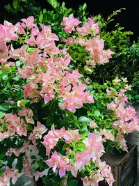 【卡亚塔】三角梅四季开花勤花品种盆栽地栽室内外庭院爬藤绿植物