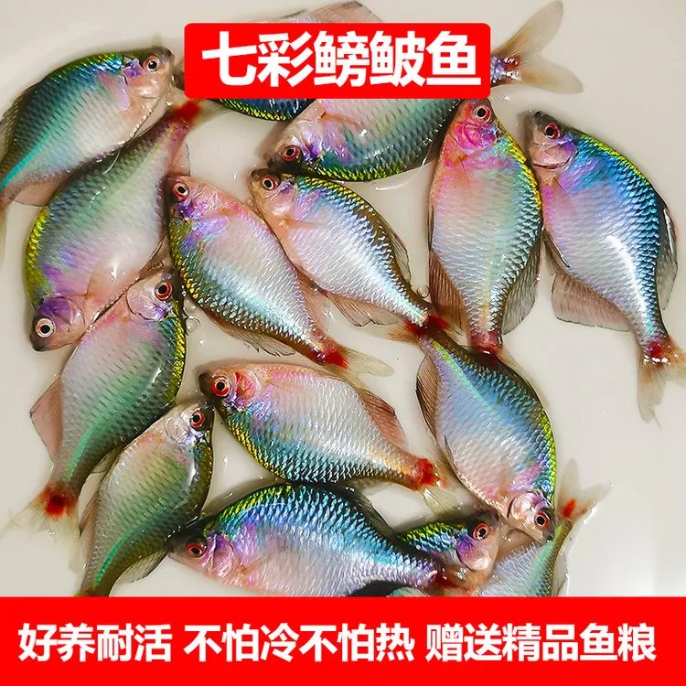 鳑鲏鱼观赏鱼冷水鱼原生鱼七彩旁皮鱼高体旁皮活体小型淡水鱼好养