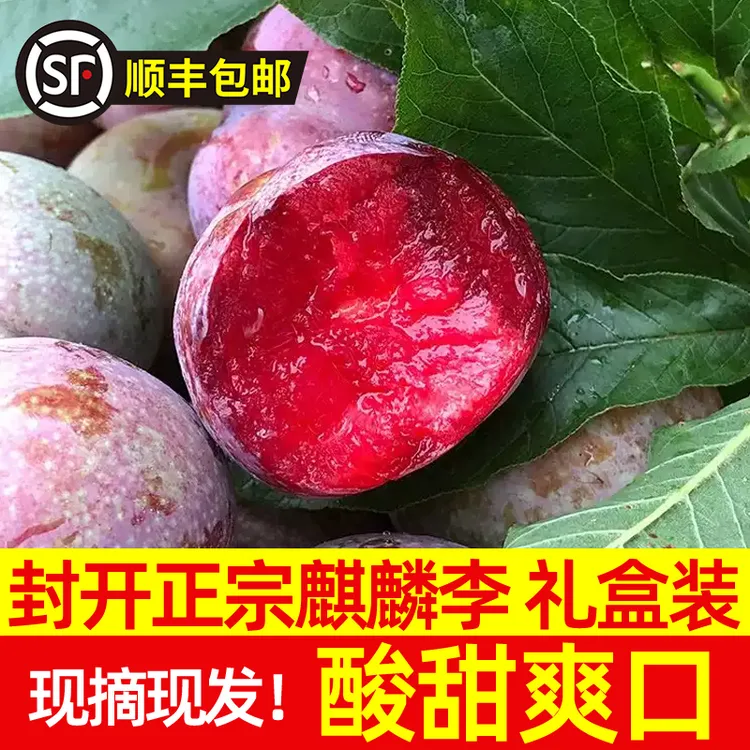 封开【麒麟李】新鲜采摘应季水果三华李酸脆甜爽口礼盒装顺丰包邮