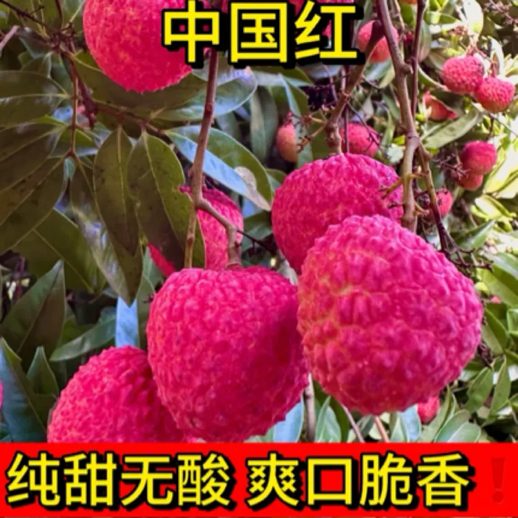 【中国红荔枝】顺丰冷链直发广西新鲜现摘现发